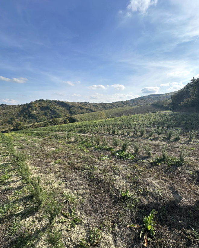 Coppia nella Valle del Sorsa, Cesena, Romagna