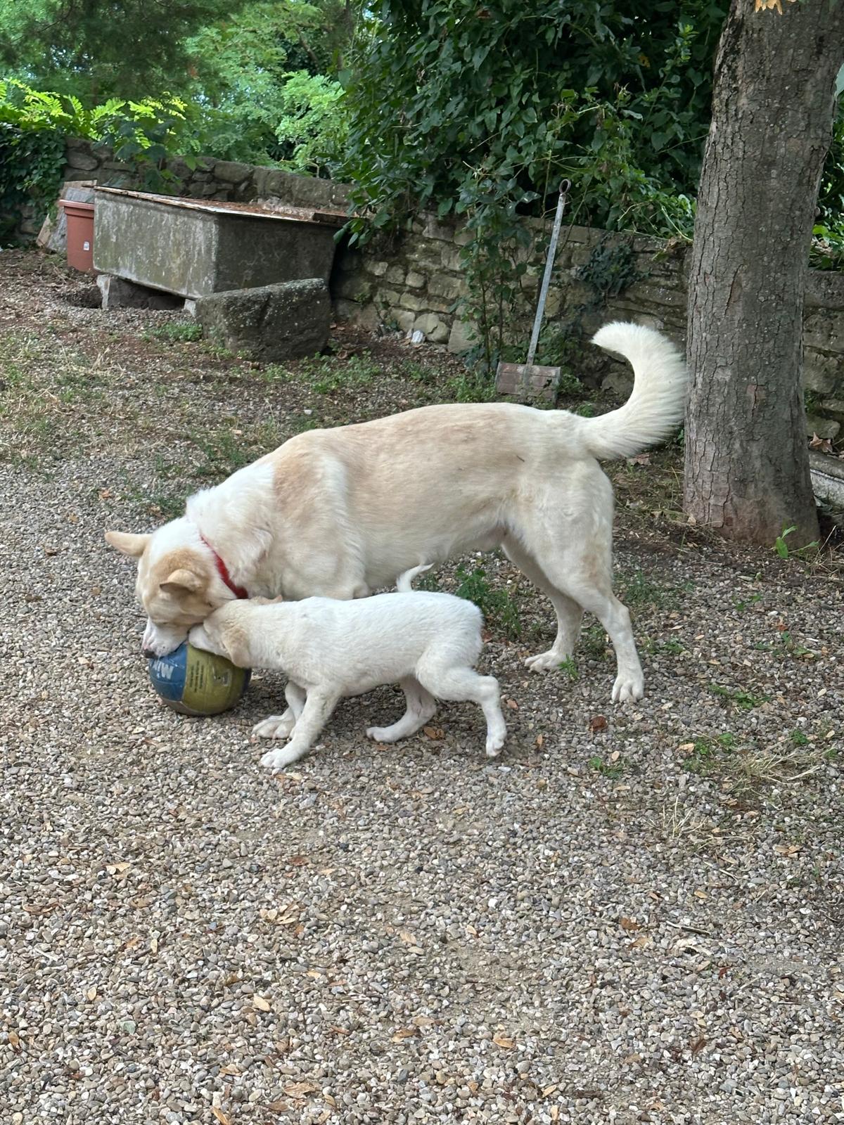 Stella cane bianco figlia di Happy Valle del Sorsa calanchi Cesena