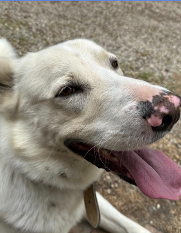 Happy cane bianco mascotte Experience Romagna Valle del Sorsa