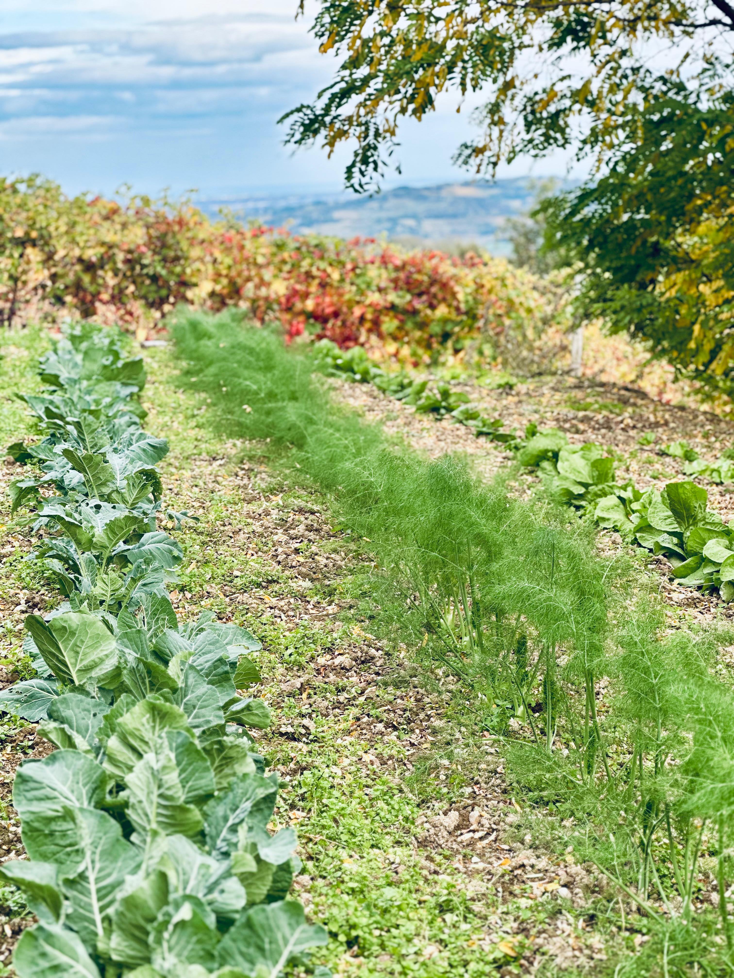 Verdure biologiche orto Valle del Sorsa