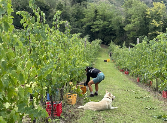Vendemmia Sangiovese Romagna Valle del Sorsa